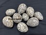 Picture of Dalmation Eggs, Picture 1
